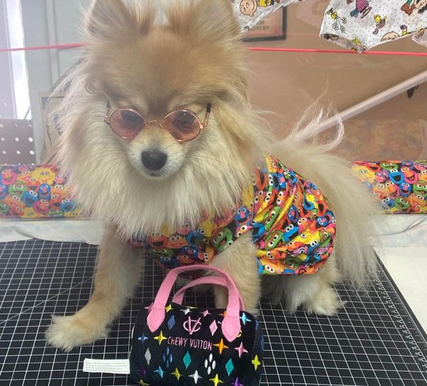 The Posh Pet Boutique Dog Clothes, Dog Boutique